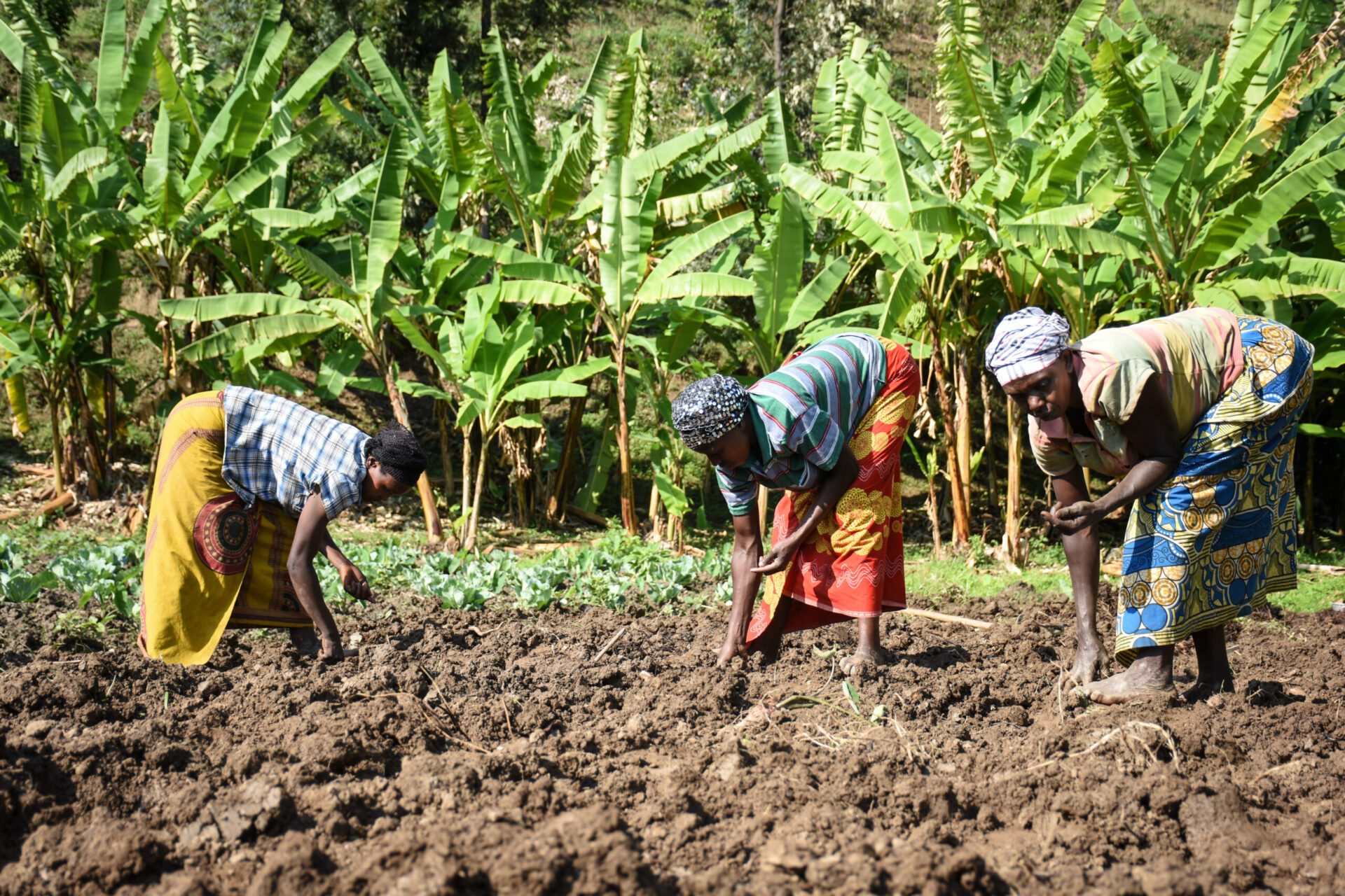 Rwanda introduces strict penalties for farmers misusing land and crop ...