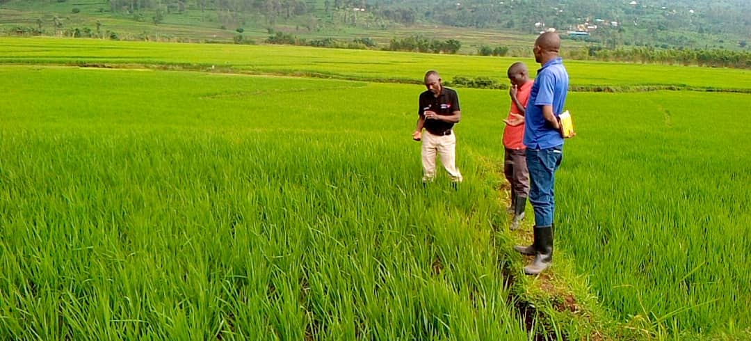 Rusizi: rice farmers to receive compensation after heavy rain destroys ...